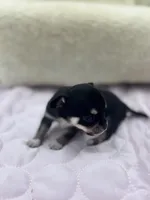 Caroline F1 AKC , a female Chihuahua for sale in Cullowhee, NC – 2 of 10