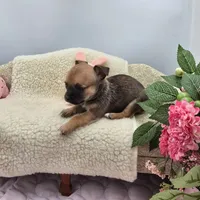 Full AKC Summer Male 2, a male Chihuahua for sale in Cullowhee, NC – 9 of 10
