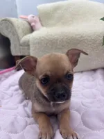 Full AKC Summer Male 2, a male Chihuahua for sale in Cullowhee, NC – 6 of 10