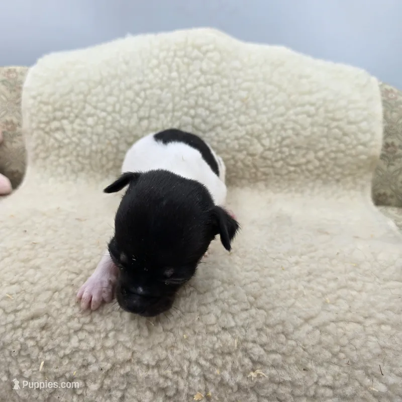 Cupcake tri male – Toy Fox Terrier puppy for sale in Cullowhee, NC