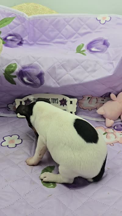 Minnie's boy full Akc, a male Toy Fox Terrier for sale in Cullowhee, NC – 2 of 10