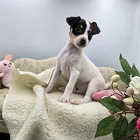 Full AKC Mini's Male # 4, a male Toy Fox Terrier for sale in Cullowhee, NC – 3 of 10