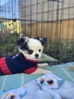Pumbaa Full Akc Champion sire male, a male Chihuahua for sale in Cullowhee, NC – 4 of 10