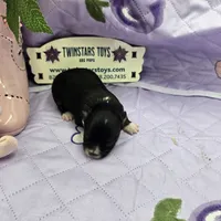Full Akc Prim's black and white female, a female Chihuahua for sale in Cullowhee, NC – 8 of 10