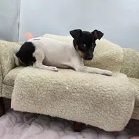 Cupcake tri female , a female Toy Fox Terrier for sale in Cullowhee, NC – 4 of 10