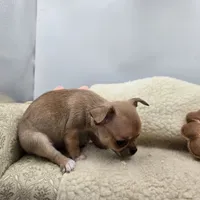 Zoey Full Akc male, a male Chihuahua for sale in Cullowhee, NC – 10 of 10
