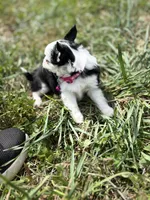 Diamond female full AKC , a female Chihuahua for sale in Cullowhee, NC – 10 of 10