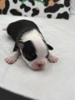 Onyx female full AKC , a female Chihuahua for sale in Cullowhee, NC – Photo 7 of 10