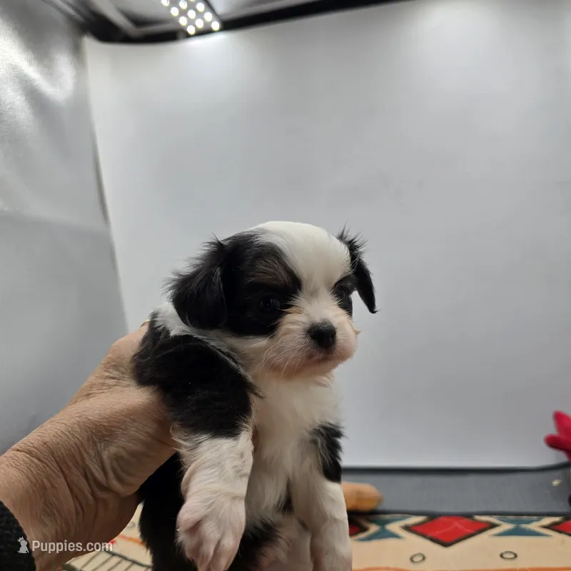 Onyx female full AKC  – Chihuahua puppy for sale in Cullowhee, NC