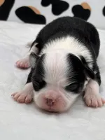 Onyx female full AKC , a female Chihuahua for sale in Cullowhee, NC – Photo 8 of 10