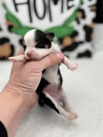 Onyx female full AKC , a female Chihuahua for sale in Cullowhee, NC – Photo 2 of 10