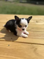 Diamond female full AKC , a female Chihuahua for sale in Cullowhee, NC – 7 of 10