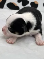 Onyx female full AKC , a female Chihuahua for sale in Cullowhee, NC – Photo 9 of 10