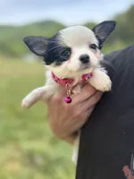 Diamond female full AKC , a female Chihuahua for sale in Cullowhee, NC – 4 of 10