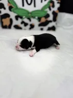 Onyx female full AKC , a female Chihuahua for sale in Cullowhee, NC – Photo 6 of 10