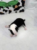 Onyx female full AKC , a female Chihuahua for sale in Cullowhee, NC – Photo 4 of 10