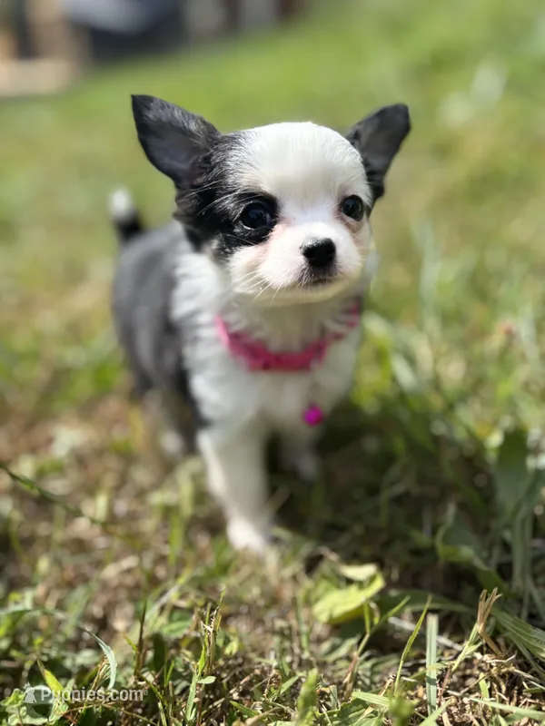 Diamond female full AKC  – Chihuahua puppy for sale in Cullowhee, NC