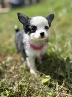 Diamond female full AKC , a female Chihuahua for sale in Cullowhee, NC – 1 of 10