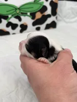 Onyx female full AKC , a female Chihuahua for sale in Cullowhee, NC – Photo 10 of 10