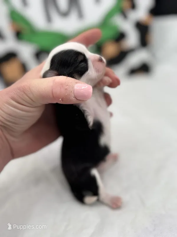 Onyx female full AKC  – Chihuahua puppy for sale in Cullowhee, NC