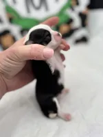 Onyx female full AKC , a female Chihuahua for sale in Cullowhee, NC – Photo 1 of 10