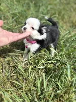 Diamond female full AKC , a female Chihuahua for sale in Cullowhee, NC – 8 of 10