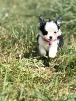 Diamond female full AKC , a female Chihuahua for sale in Cullowhee, NC – 3 of 10