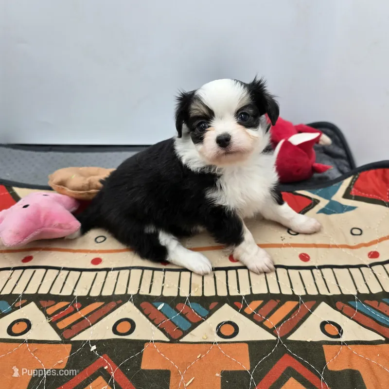 Onyx female full AKC  – Chihuahua puppy for sale in Cullowhee, NC