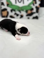 Onyx female full AKC , a female Chihuahua for sale in Cullowhee, NC – Photo 5 of 10