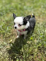 Diamond female full AKC , a female Chihuahua for sale in Cullowhee, NC – 6 of 10