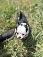 Diamond female full AKC , a female Chihuahua for sale in Cullowhee, NC – 5 of 10