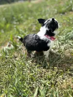Diamond female full AKC , a female Chihuahua for sale in Cullowhee, NC – 9 of 10