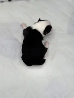 Onyx female full AKC , a female Chihuahua for sale in Cullowhee, NC – Photo 3 of 10