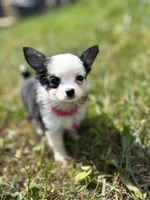 Diamond female full AKC , a female Chihuahua for sale in Cullowhee, NC – 2 of 10