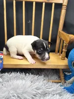 Topanga M3, a male Toy Fox Terrier for sale in Cullowhee, NC – 10 of 10
