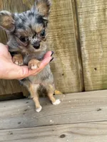 Jewels , a female Chihuahua for sale in Cullowhee, NC – 2 of 10