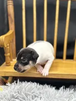 Topanga Female full AKC , a female Toy Fox Terrier for sale in Cullowhee, NC – 6 of 10