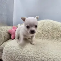 Full AKC Joey Blue eyed hidden merle male, a male Chihuahua for sale in Cullowhee, NC – 3 of 10