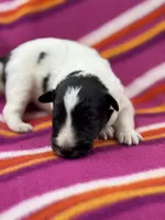 Lucy female full AKC , a female Shetland Sheepdog for sale in Cullowhee, NC – 5 of 10