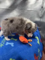 Full AKC Zina M 1, a male Shetland Sheepdog for sale in Cullowhee, NC – 3 of 10