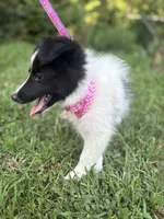 Lucy female full AKC , a female Shetland Sheepdog for sale in Cullowhee, NC – 10 of 10