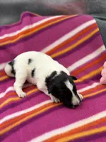 Lucy female full AKC , a female Shetland Sheepdog for sale in Cullowhee, NC – 6 of 10
