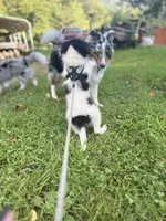 Lucy male #2 full AKC , a male Shetland Sheepdog for sale in Cullowhee, NC – 10 of 10