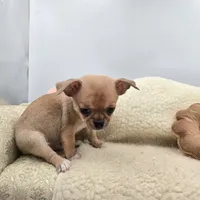 Zoey Full Akc male, a male Chihuahua for sale in Cullowhee, NC – 8 of 10