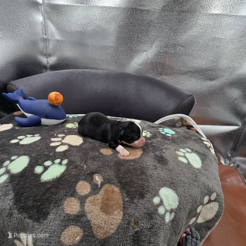 Full AKC Hermione Male 1, a male Chihuahua for sale in Cullowhee, NC – 1 of 9