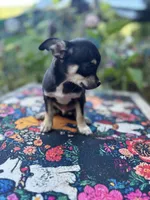Caroline m1, a male Chihuahua for sale in Cullowhee, NC – 4 of 10