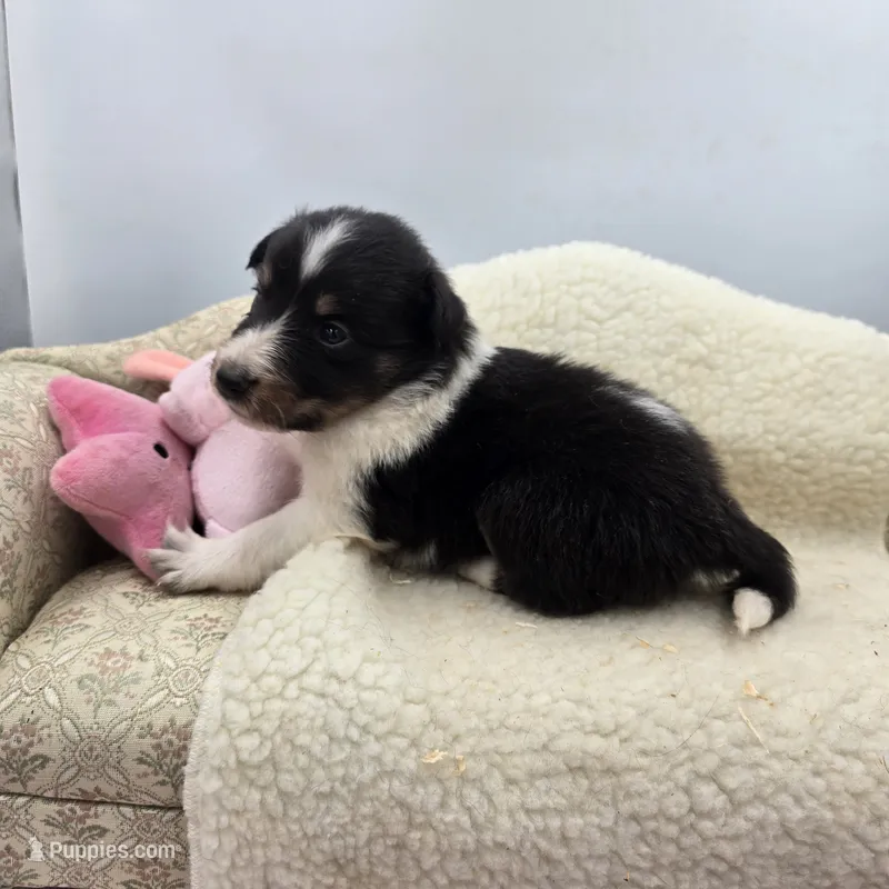 Full AKC Zina F 3 – Shetland Sheepdog puppy for sale in Cullowhee, NC