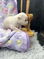 North crème female AKC , a female Chihuahua for sale in Cullowhee, NC – 6 of 10