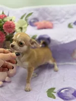 Bitsy AKC  teacup , a female Chihuahua for sale in Cullowhee, NC – 7 of 10
