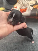 Panda male 1 full AKC , a male Chihuahua for sale in Cullowhee, NC – 1 of 10